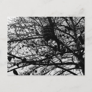 Custom Nature Postcard Wildlife Photograph