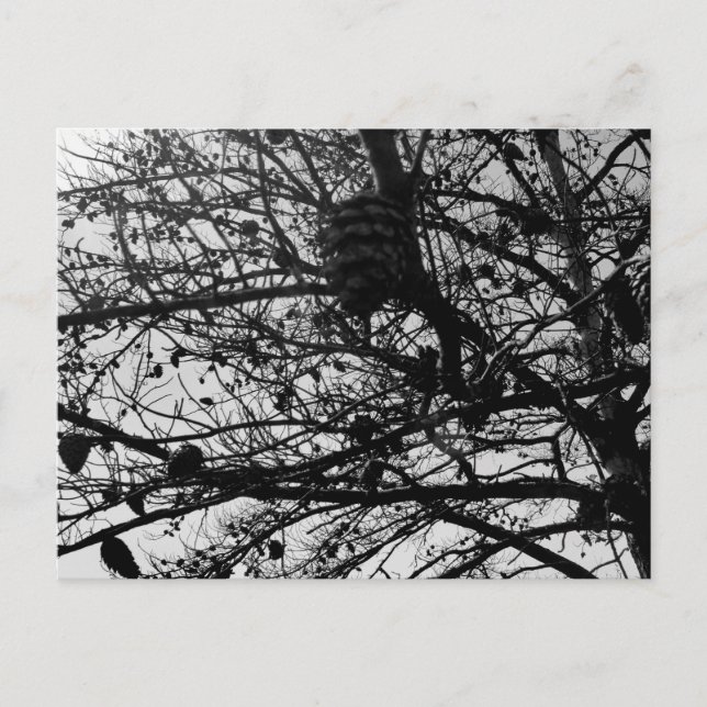 Custom Nature Postcard Wildlife Photograph (Front)