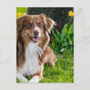 Custom Personalised Photo  Postcard