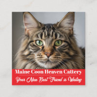 Custom Photo Maine Coon Cattery Business Card