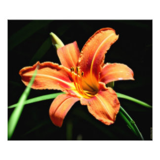 Custom Photography Print Orange Lilly