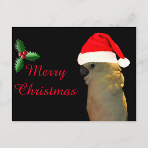 Custom Posing santa holiday Cockatoo bird Postcard