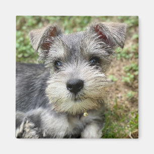 Custom Schnauzer Photo Magnet