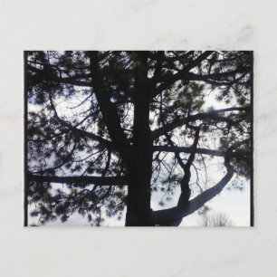 Custom Shadowy Pine Tree Postcards