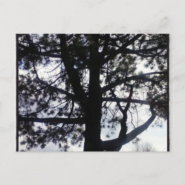 Custom Shadowy Pine Tree Postcards (Front)