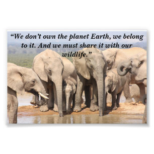 Custom Slogan/Conservation Elephant Herd Social Photo Print