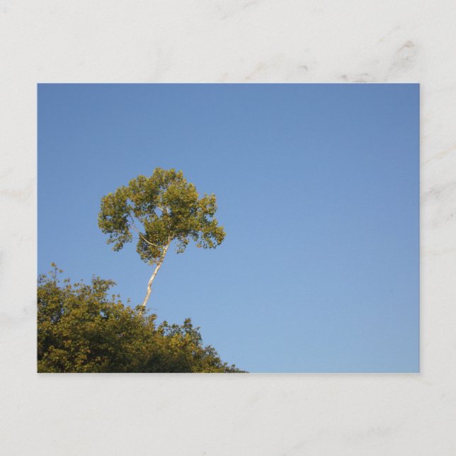 Custom Stand Out From the Crowd Tree Postcards (Front)