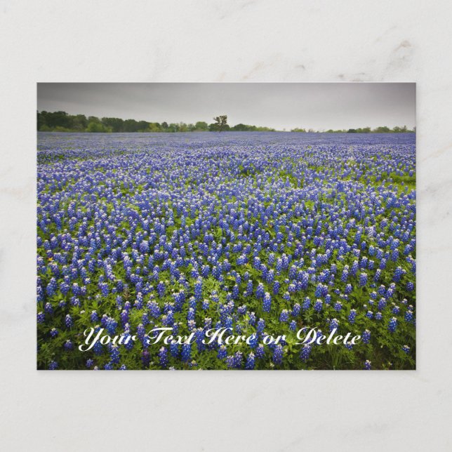 Custom Text Blue Spring Bluebonnets Texas Flower Postcard (Front)