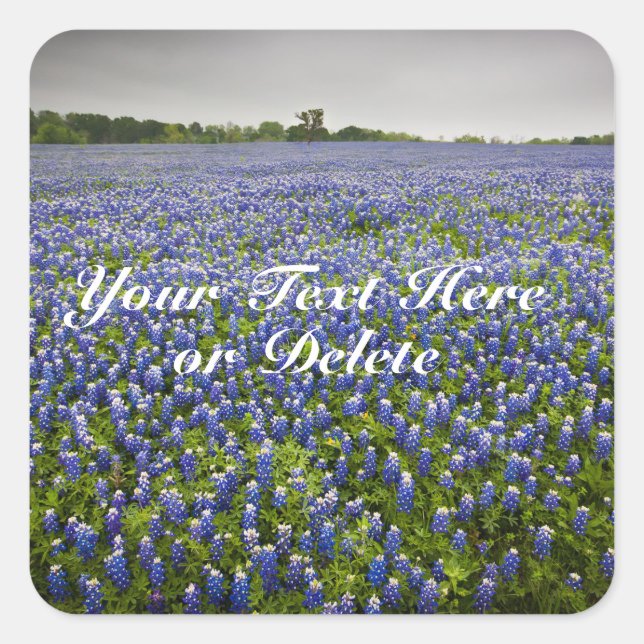 Custom Text Blue Spring Bluebonnets Texas Flower Square Sticker (Front)