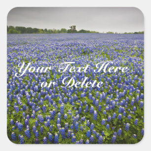 Custom Text Blue Spring Bluebonnets Texas Flower Square Sticker