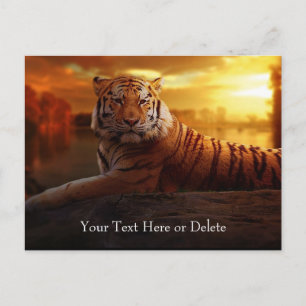 Custom Text Gorgeous Orange Wild Tiger Gold Sunset Postcard