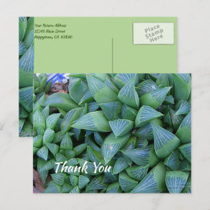 Custom Thank You Green Succulent Plant Postcard