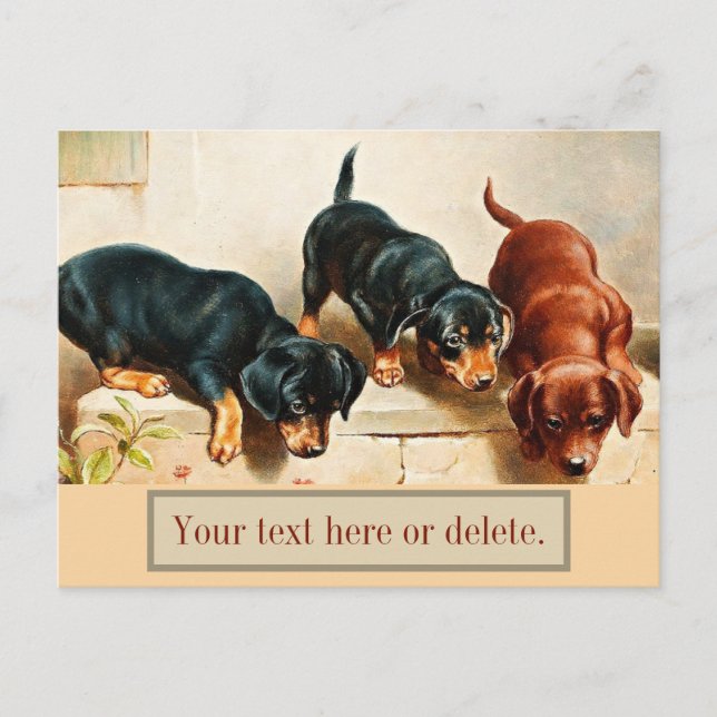 Custom Vintage Retro Funny Cute Dachshund Puppies Postcard (Front)