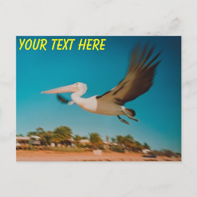 Customisable Australian pelican Postcard (Front)