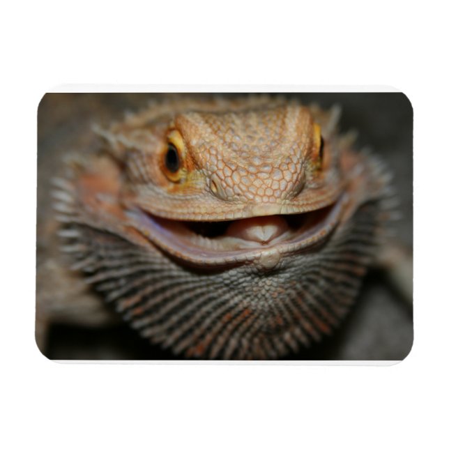 Customisable Bearded Dragon Magnet (Horizontal)