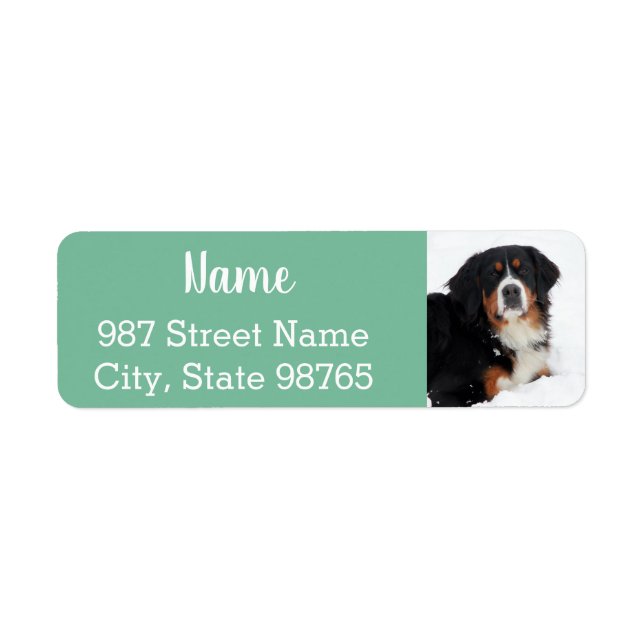 Customisable Bernese Mountain Dog (Front)