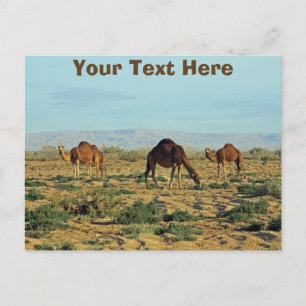 Customisable camels, Tunisia Postcard