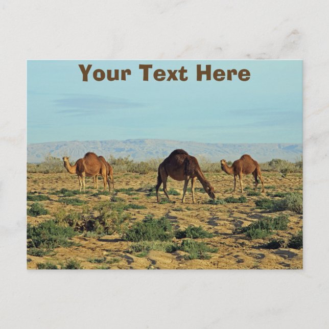 Customisable camels, Tunisia Postcard (Front)