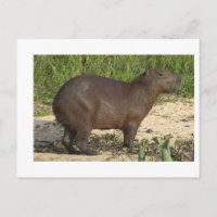 Customisable Capybara Gifts and Tees - Add Text