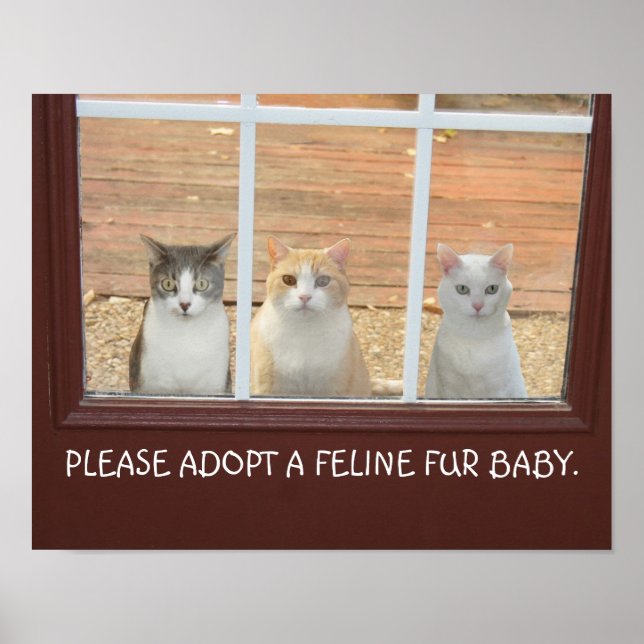 Customisable Cat Adoption Poster (Front)