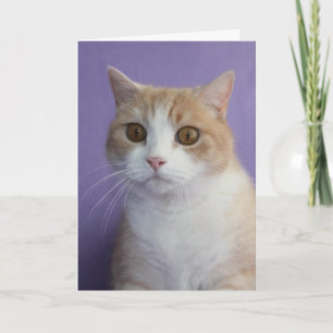 Customisable Funny Cat/Kitty Encouragement Card