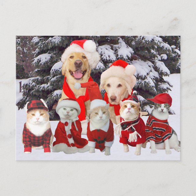 Customisable Funny Pet Christmas Post Card (Front)