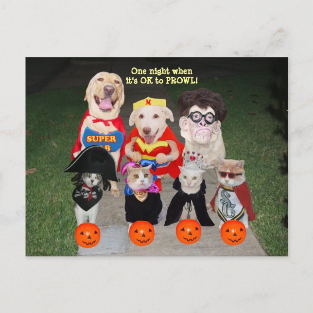 Customisable Funny Pets Postcard/Invitation Postcard (Front)