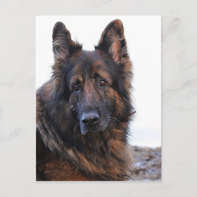 Customisable German Shepherd Dog Postcard (Front)