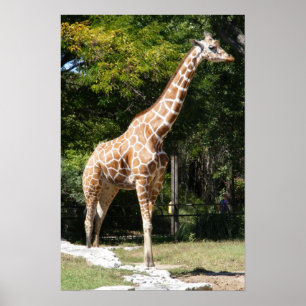 Customisable Giraffe Poster