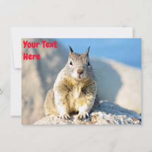 Customisable grey squirrel Card