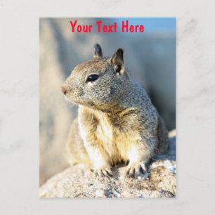 Customisable grey squirrel Monterey Bay California Postcard