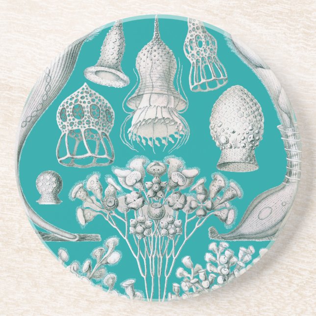 Customisable Haeckel Coaster (Front)