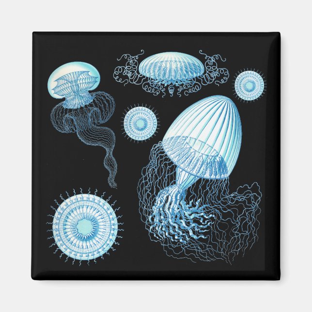 Customisable Haeckel Jellyfish Magnet (Front)