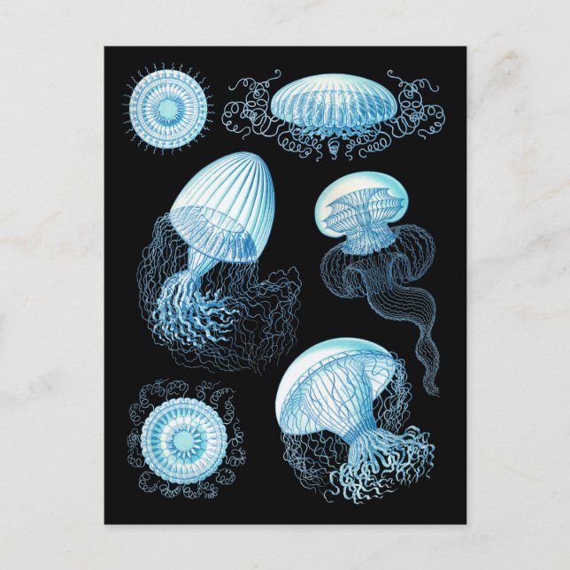 Customisable Haeckel Jellyfish Postcard (Front)