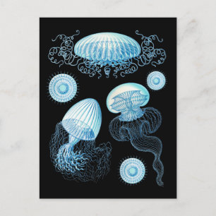 Customisable Haeckel Jellyfish Postcard