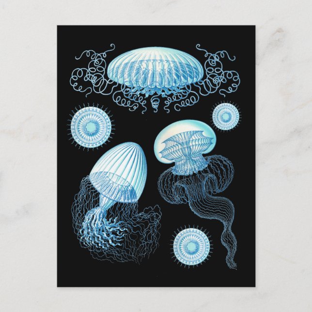 Customisable Haeckel Jellyfish Postcard (Front)