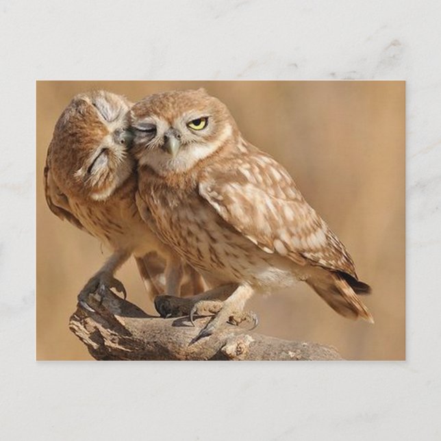 Customisable Owl Cards, Postcards, Stickers Postcard (Front)