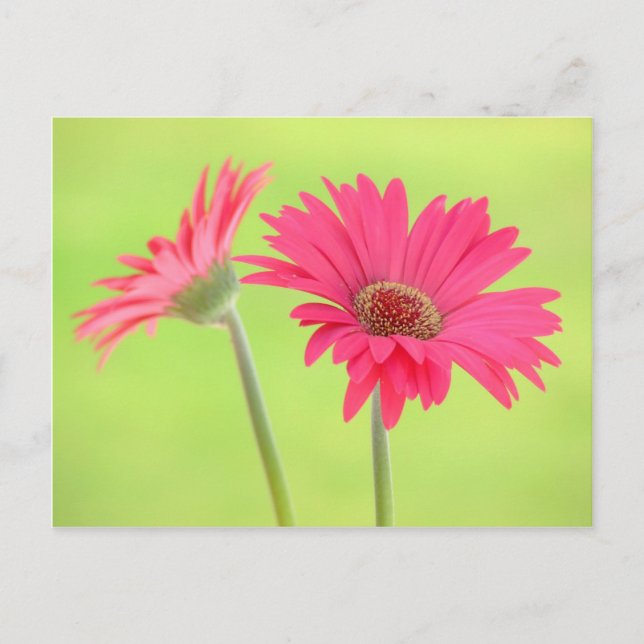 Customisable Pink Gerber Daisies on Green Postcard (Front)