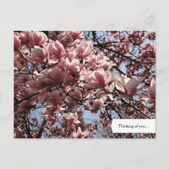 Customisable Pink Magnolia Blossoms Postcard (Front)