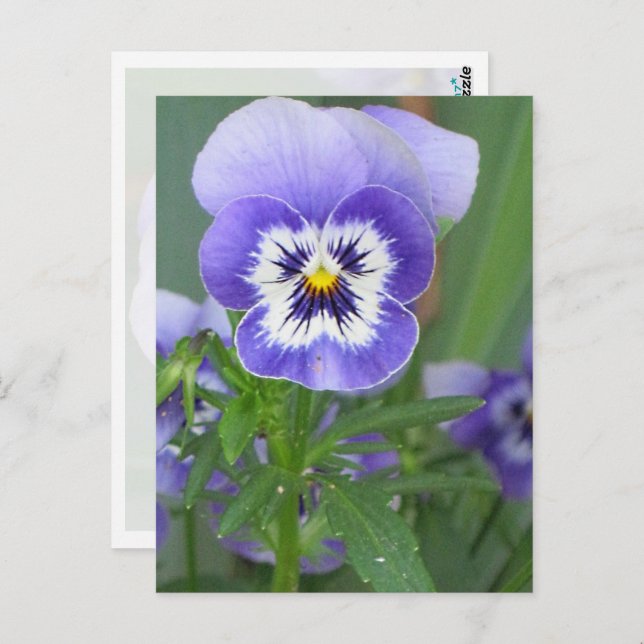 Customisable Purple Pansy Postcard (Front/Back)