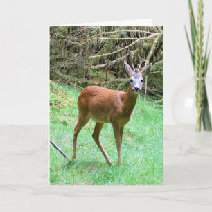 Customisable Roe Deer Buck Greeting Card
