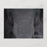 Customisable Sri Lanka Elephant Postcard