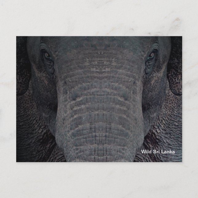 Customisable Sri Lanka Elephant Postcard (Front)