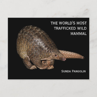 Customisable Sunda Pangolin Postcard