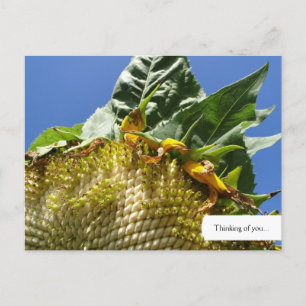 Customisable Sunflower Postcard