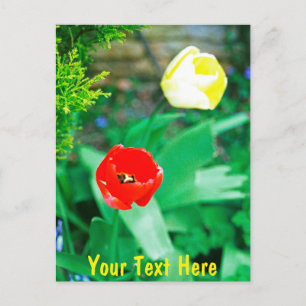 Customisable Tulips Postcard