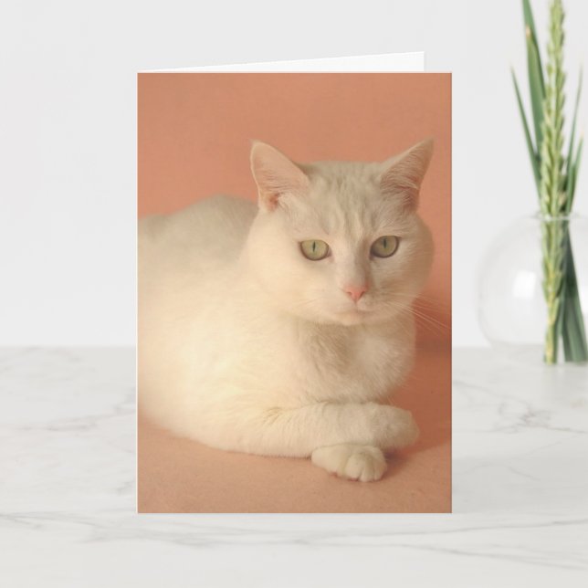 Customisable Valentine Cats Holiday Card (Front)