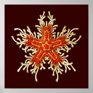 Customisable Vintage Haeckel Poster