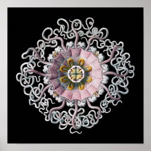Customisable Vintage Haeckel Poster
