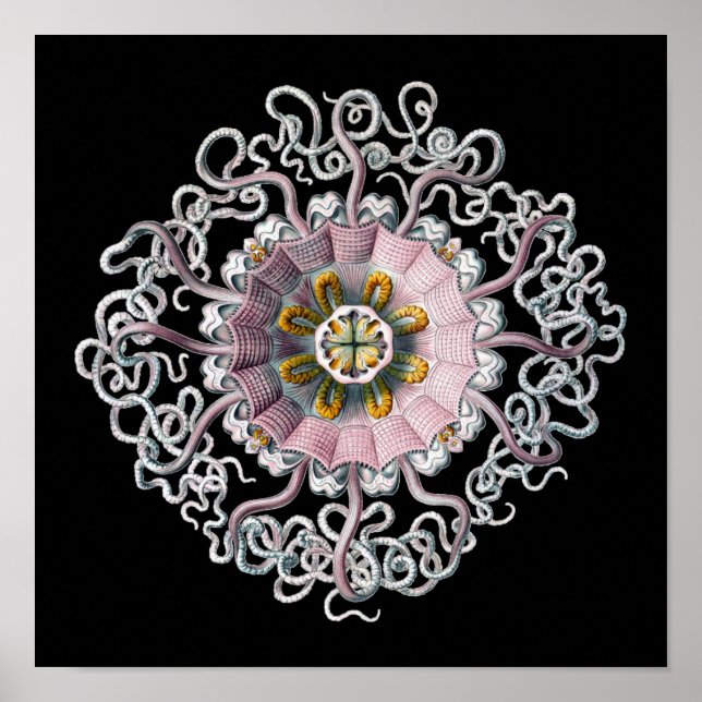 Customisable Vintage Haeckel Poster (Front)